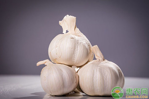现在<a href='https://www.cnhnb.com/p/dasuan/' class='j-href' target='_blank'><span style='color:#FF8001'>大蒜多少钱</span></a>一斤？2018年12月份全国大蒜价格行情预测